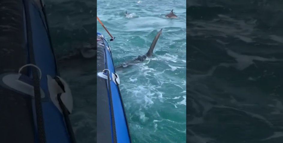 Страшний момент: акула прокусила надувний човен із людьми (відео)